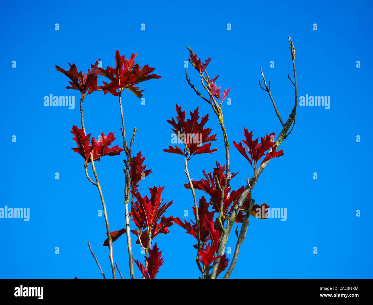 Schöne rote Blätter im Herbst auf den Zweigen einer jungen Eiche (Quercus palustris) gegen ein strahlend blauer Himmel Stockfoto