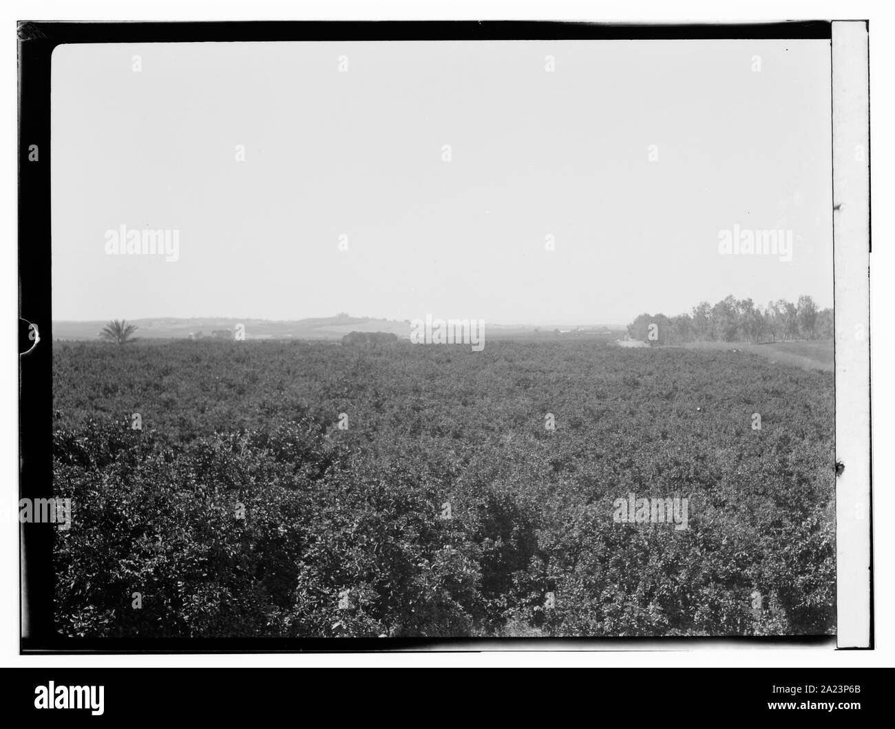 Orangenhaine Stockfoto