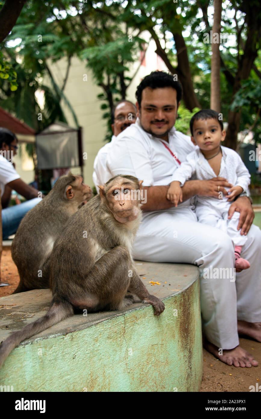 Pilger im Ashram von Sathya Sai Baba an einem Affen in der Nähe von ihnen sitzen auf der Suche Stockfoto