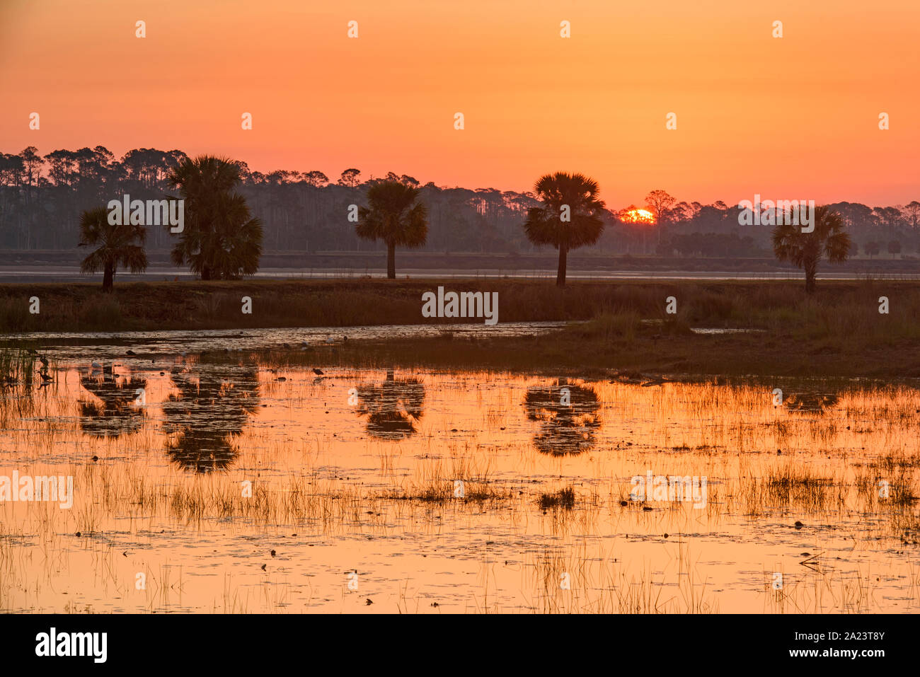 Sonnenaufgang am Picnic Pond, St. Marks National Wildlife Refuge, Florida, USA Stockfoto