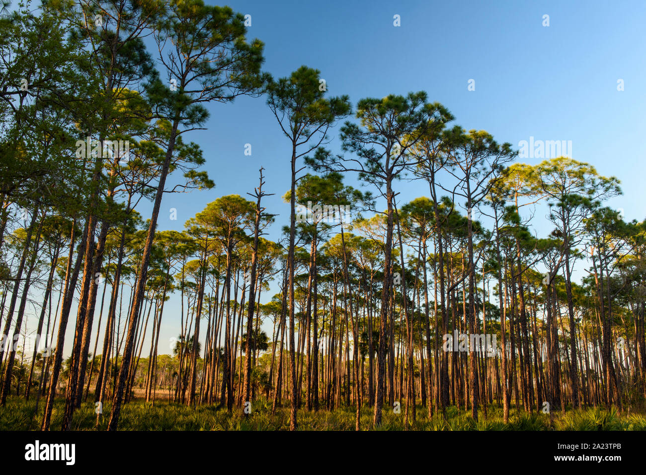 Slash Pine Woodland, St. Marks National Wildlife Refuge, Florida, USA Stockfoto