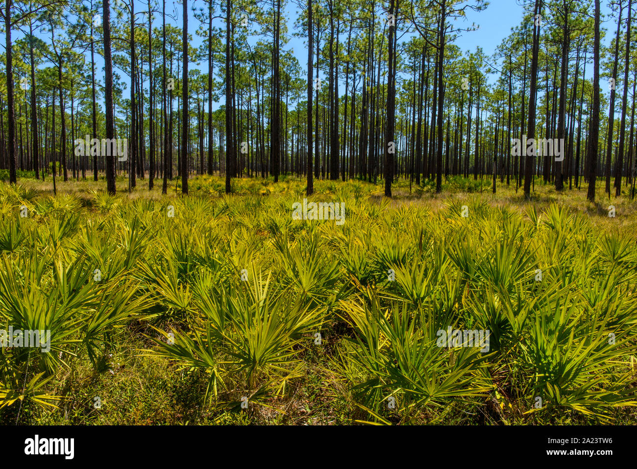 Sah Palmettoes und lange Laubkiefern, St. Marks National Wildlife Refuge, Florida, USA Stockfoto