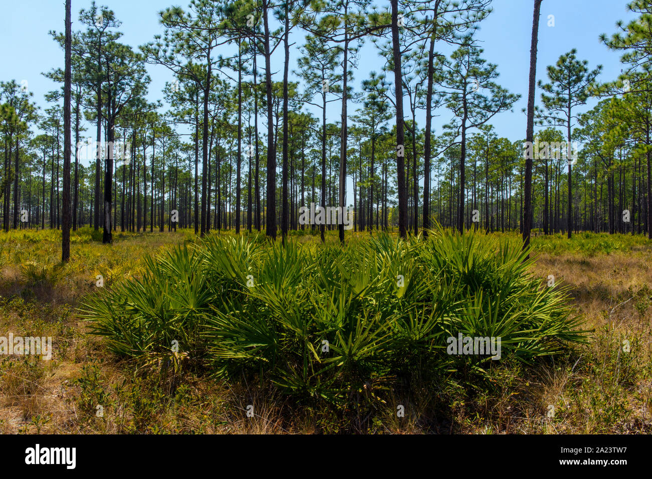 Sägepalme im unterwuchs von einem langen Blatt Pinien Wald, ochlockonee River State Park, Florida, USA Stockfoto