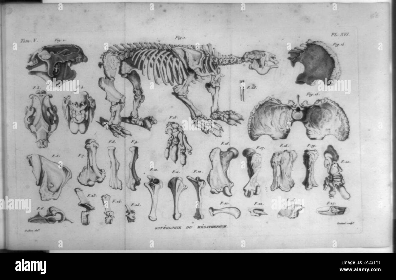 Osteologie du megatherium/Dalton, Del. ; Coutant, Formen. Stockfoto