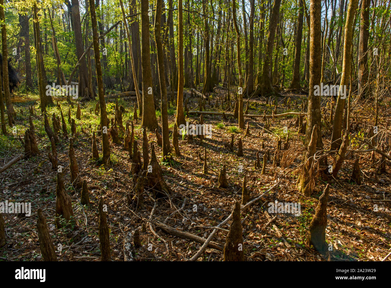 Eine trockene Cypress Swamp, Edward Ball Wakulla Springs State Park, Florida, USA Stockfoto