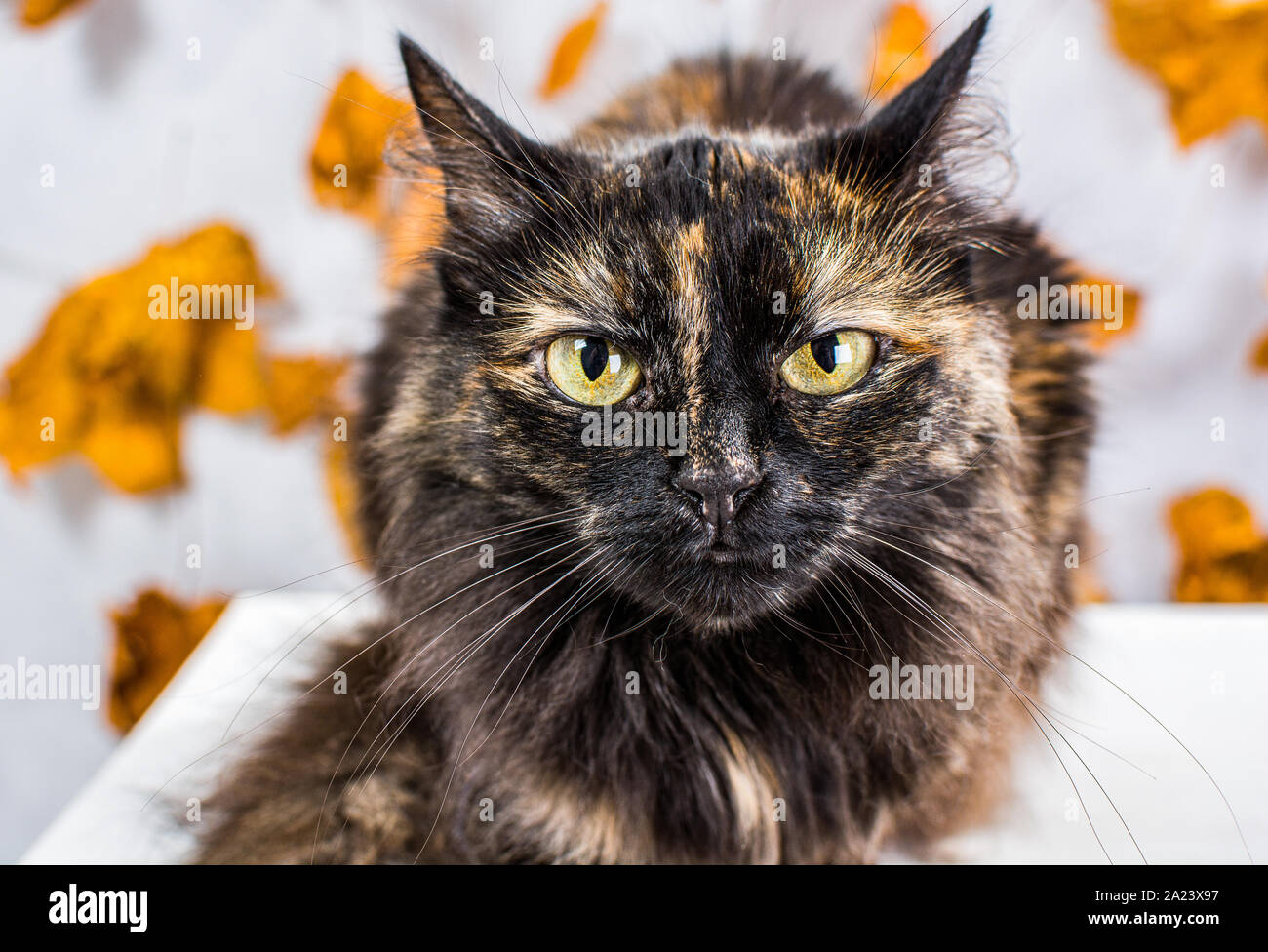 Schildpatt Katze sah wie Eule auf hellen Hintergrund mit Orange treibt Stockfoto