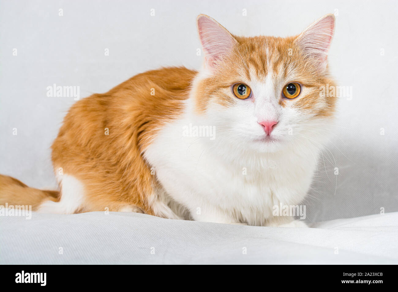 Ingwer weißen Langhaar Katze mit gelben Augen auf weißem Hintergrund Stockfoto
