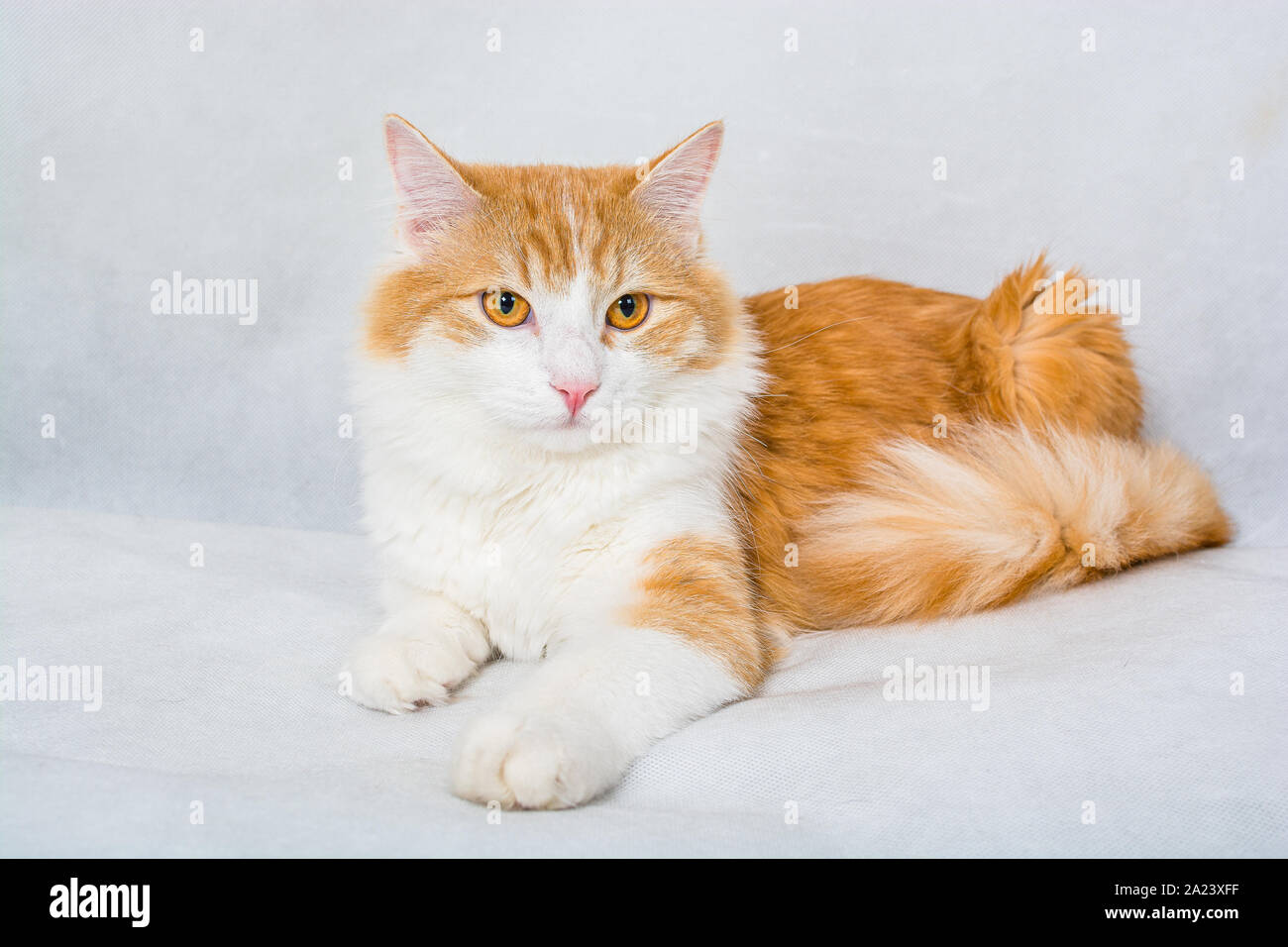 Ingwer weißen Langhaar Katze mit gelben Augen auf weißem Hintergrund Stockfoto