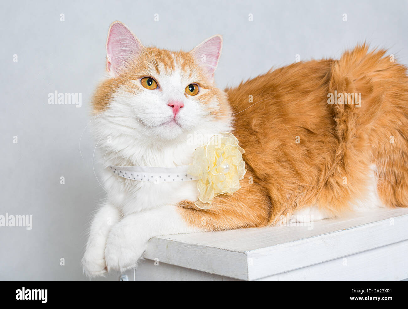 Ingwer weißen Langhaar tomcat liegen auf dem Hocker mit Blumen um den Hals auf weißem Hintergrund Stockfoto