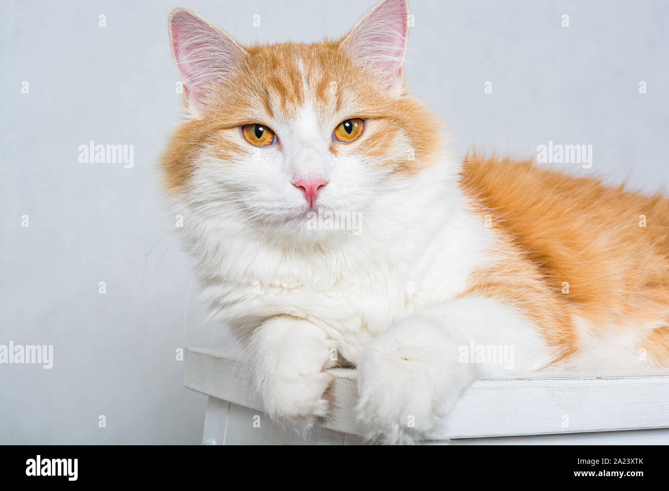 Ingwer weißen Langhaar Katze mit gelben Augen, das auf weißem Hocker auf weißem Hintergrund Stockfoto