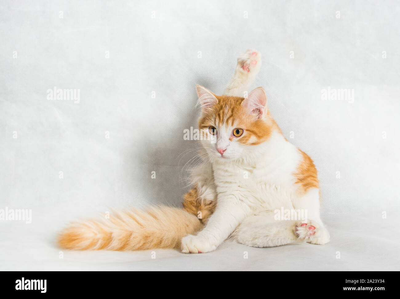 Ingwer weißen Langhaar Katze selbstreinigend auf weißem Hintergrund Stockfoto