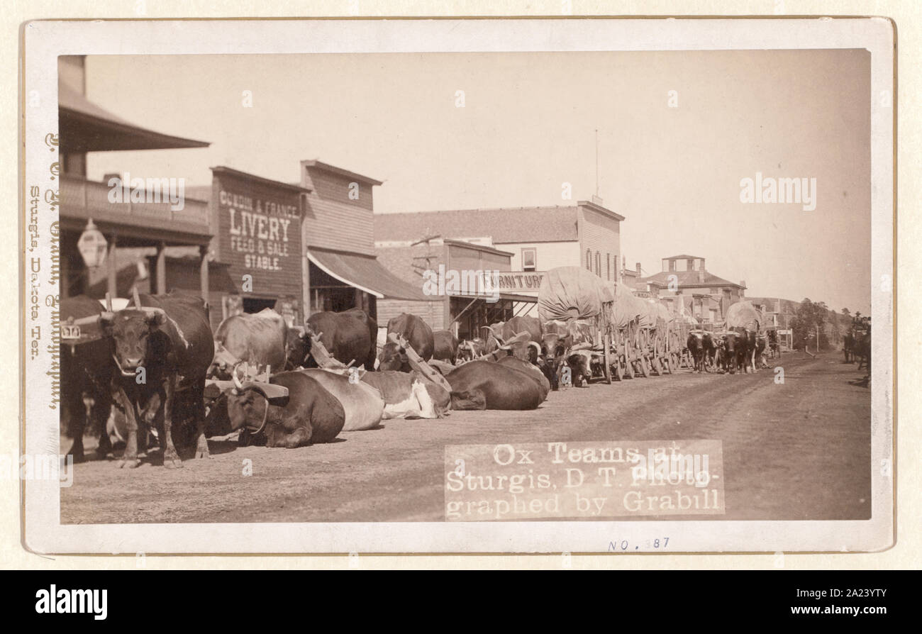 Ox-Teams in Sturgis, D.T. d.h. Dakota Territory Stockfoto