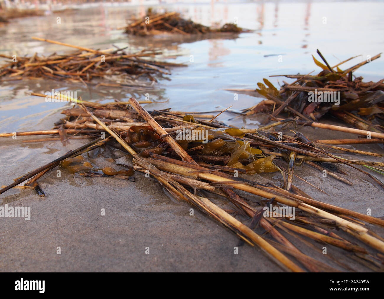 Stapel von Seetang und Zweige haben in aus dem Meer gewaschen und Sitzen glitzernden auf dem nassen Sand in den späten Tag Sonne am Rande des Wassers. Stockfoto