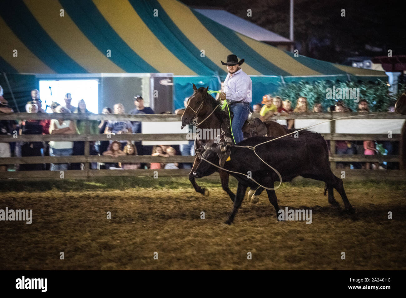 Country Fair Calf Roping Wettbewerb. Stockfoto