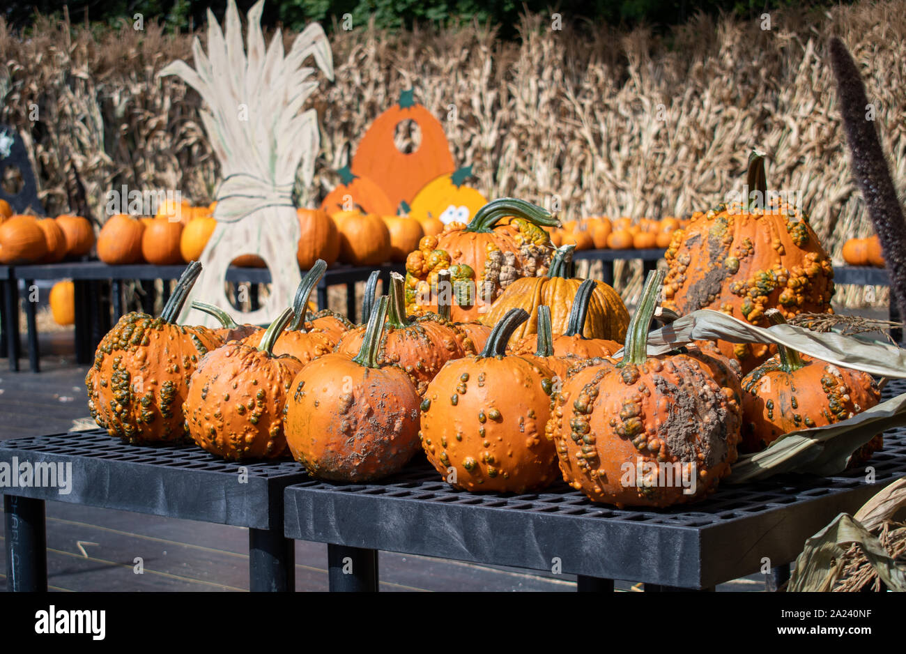 Kürbisse in der Erntezeit im östlichen Connecticut mit einem Halloween Theme Stockfoto