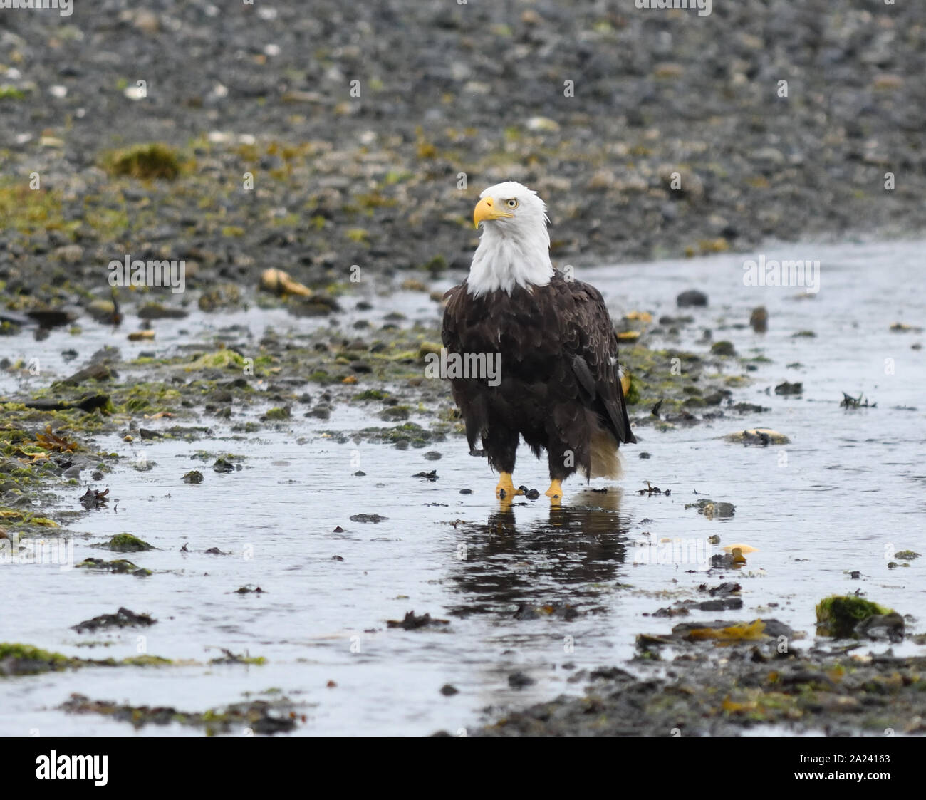 Ein Weißkopfseeadler (Haliaeetus leucocephalus) Sucht nach Essen am Strand bei Ebbe. Port Hardy, British Columbia, Kanada. Stockfoto