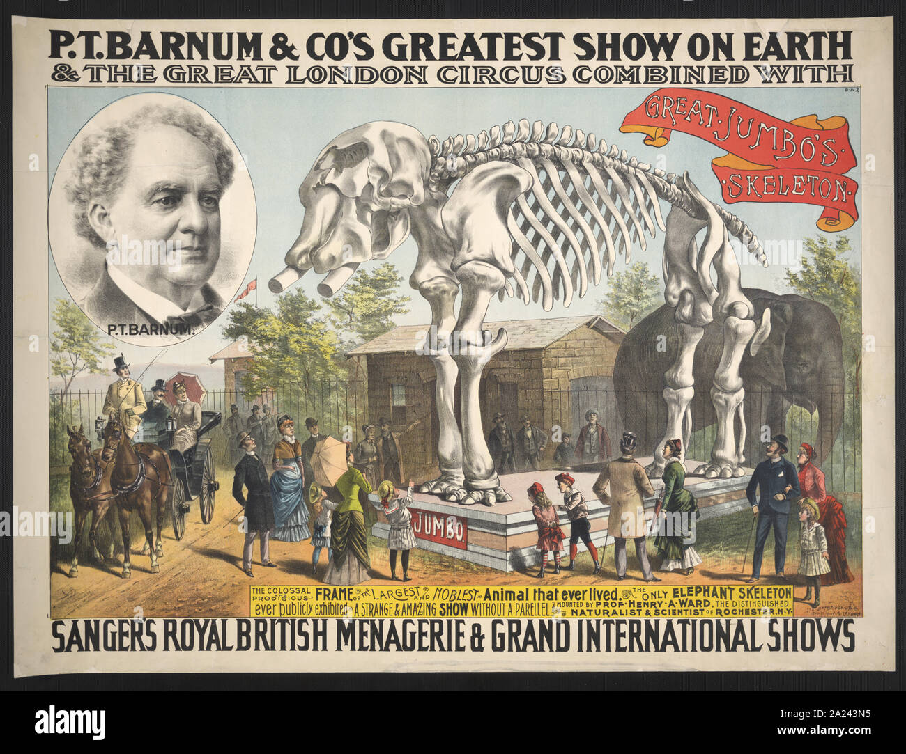 P.T. Barnum & Co.größte Show auf Erden und die Großen Londoner Zirkus mit der Sanger Royal British menagerie & Grand International zeigt kombiniert Stockfoto