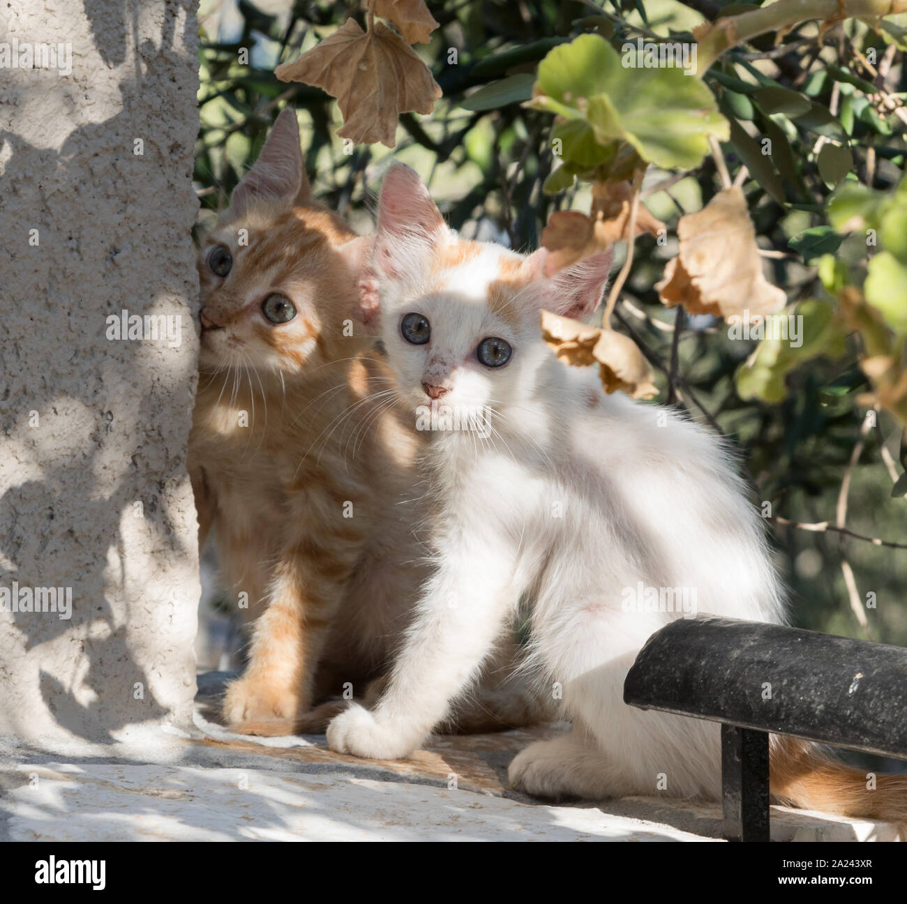 Baby Kätzchen in Paxos Griechische Inseln Griechenland Stockfoto