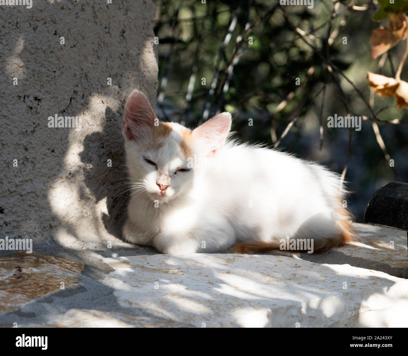 Baby Kätzchen in Paxos Griechische Inseln Griechenland Stockfoto