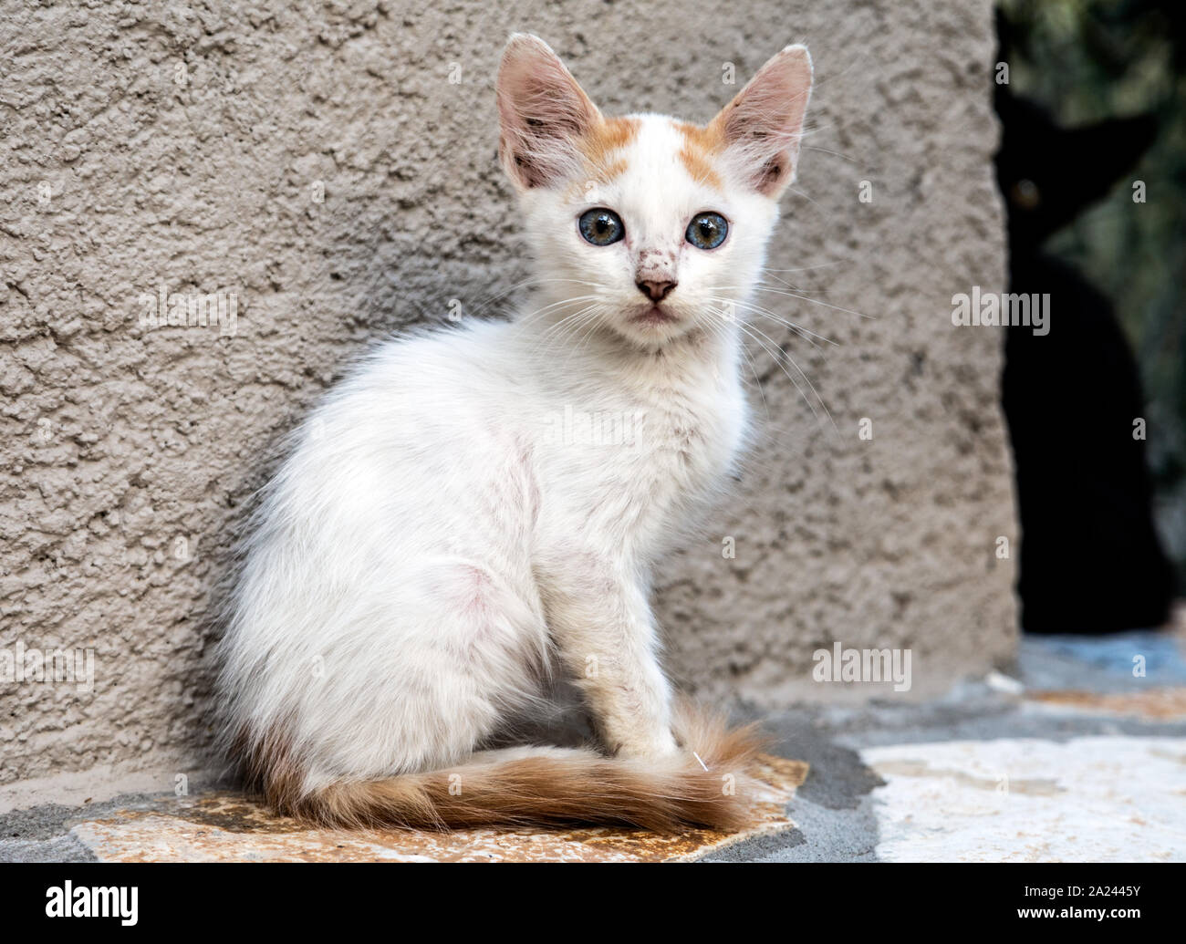 Baby Kätzchen in Paxos Griechische Inseln Griechenland Stockfoto