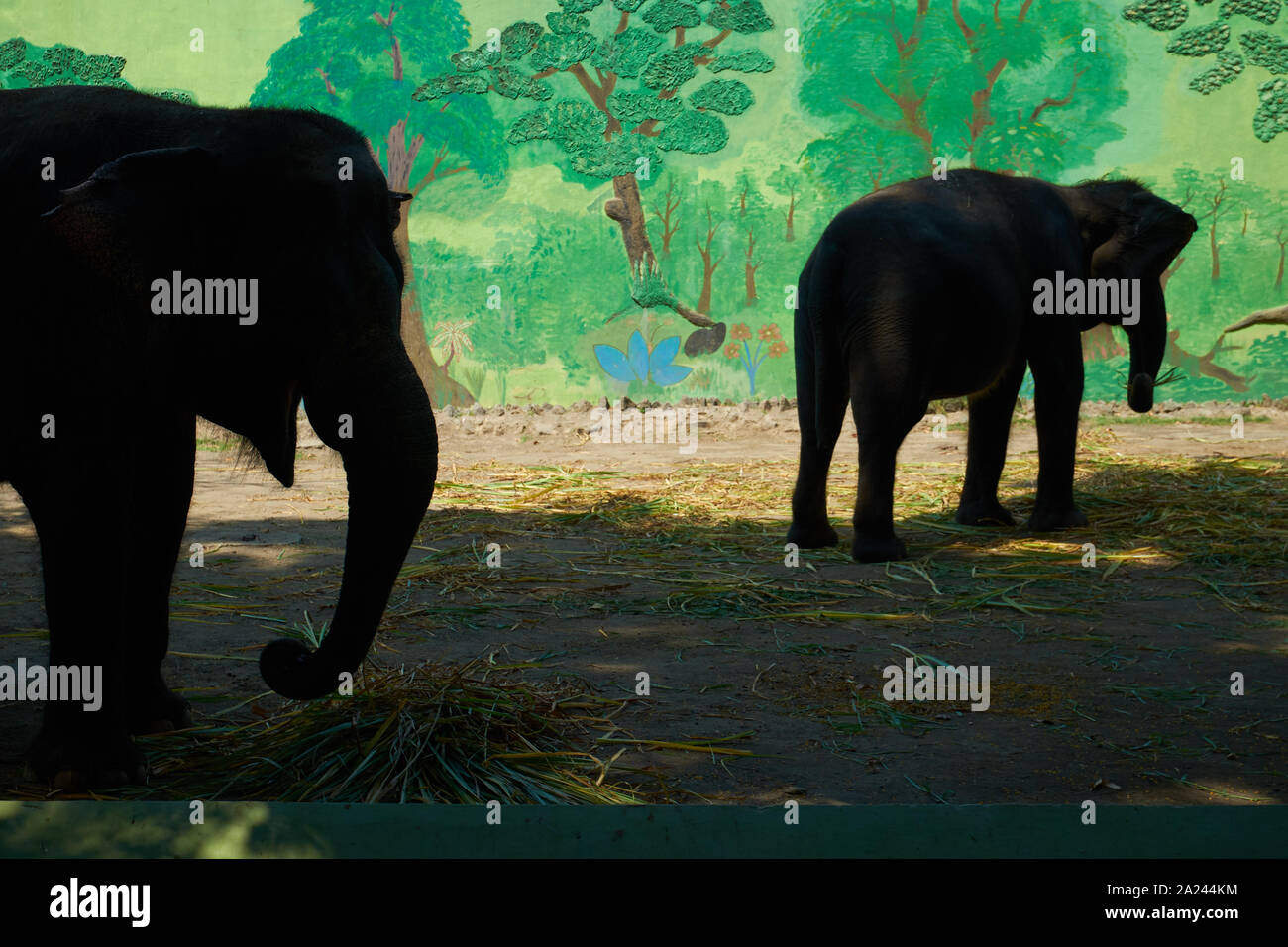 Elefanten essen beschäftigt, während er sich morgens Fütterung in ihrem Gehege im Zoo in Surabaya, Indonesien. Stockfoto