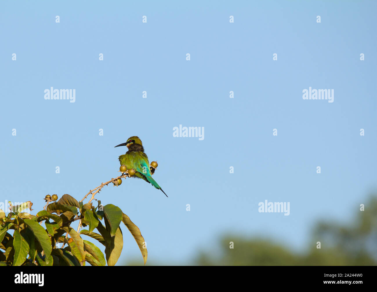 Der Blue-tailed Bienenfresser (Merops philippinus) ist ein Schmetterling (Tagfalter) aus der Familie der Bienenfresser Meropidae. Er brütet in Südost Asien. Stockfoto