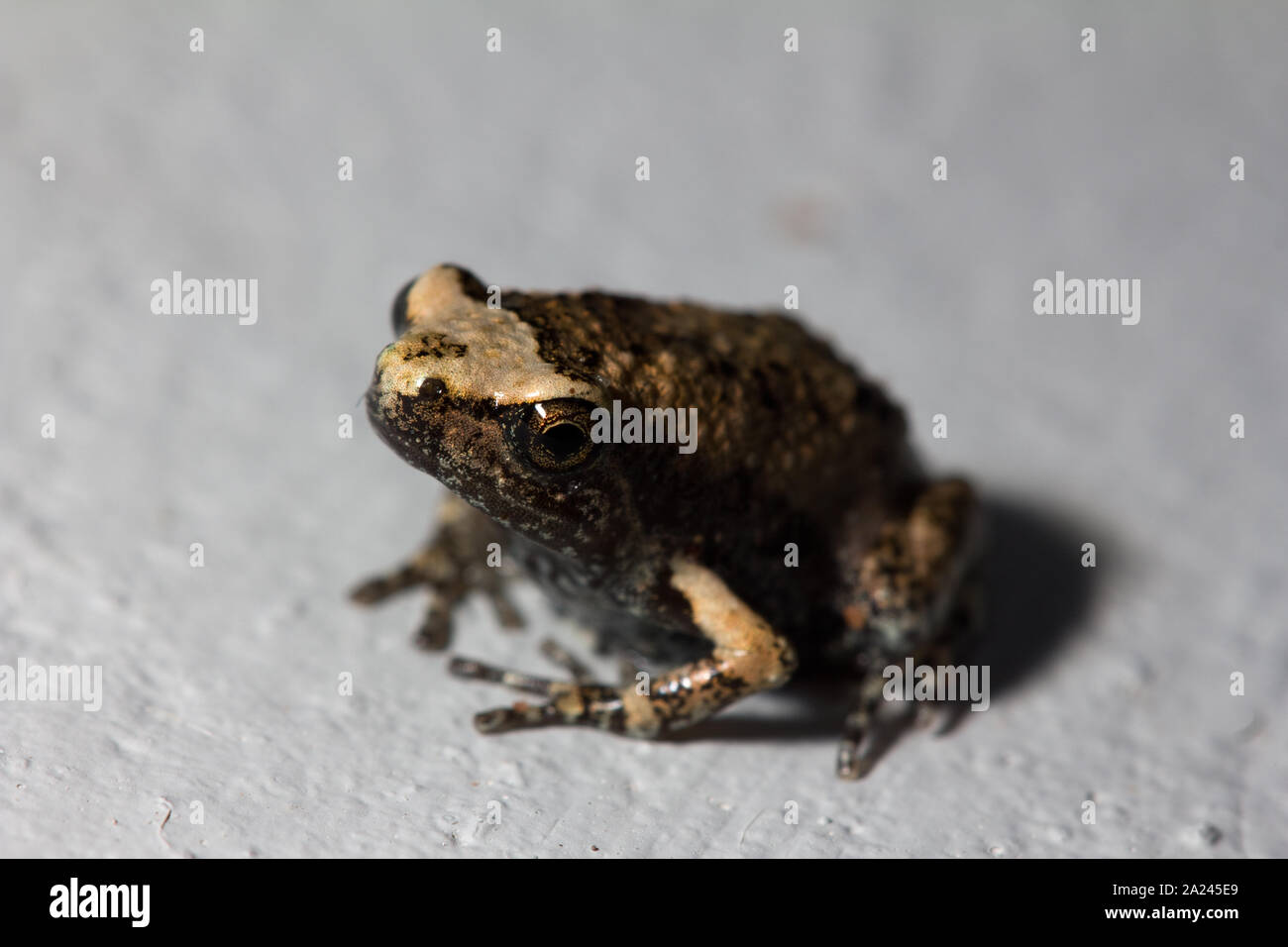 Kleiner brauner frosch -Fotos und -Bildmaterial in hoher Auflösung – Alamy