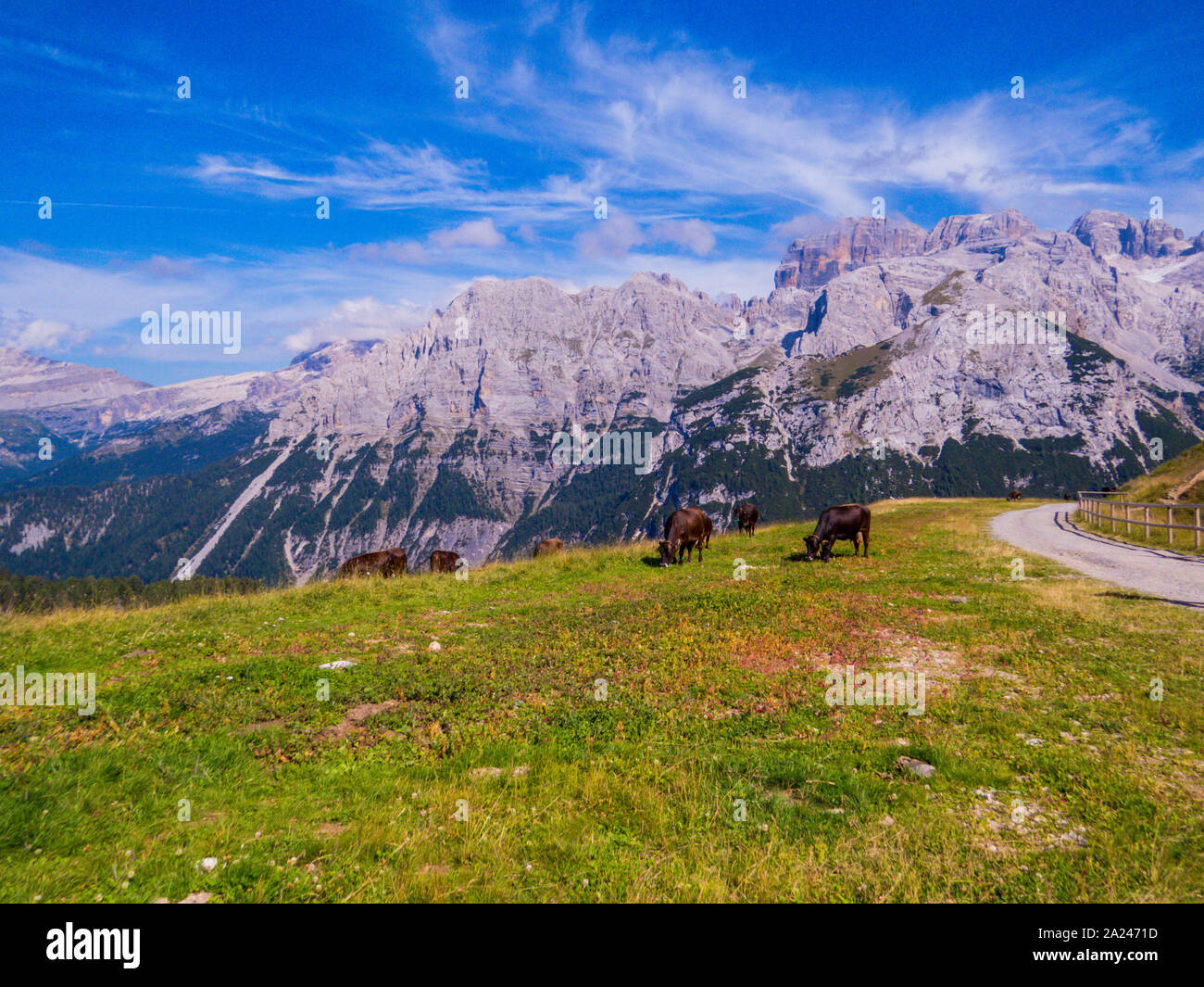 Kühe auf der Doss del Sabion, Südtirol, Dolomiten, Nord Italien Stockfoto