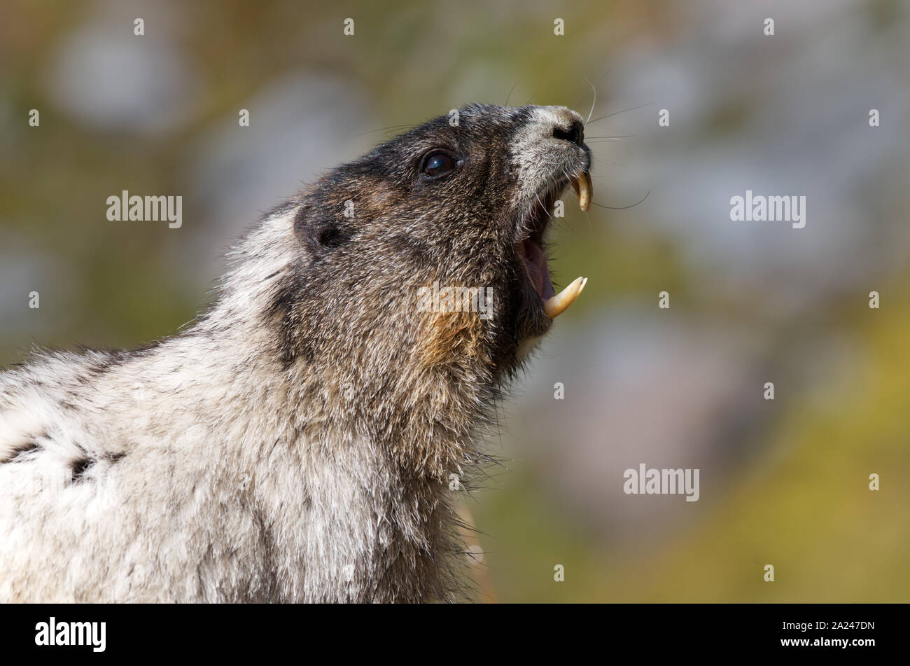Pfeifen hoary Marmot, Mount Rainier National Park, Washington State, USA Stockfoto