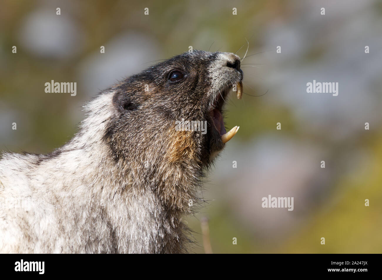 Pfeifen hoary Marmot, Mount Rainier National Park, Washington State, USA Stockfoto