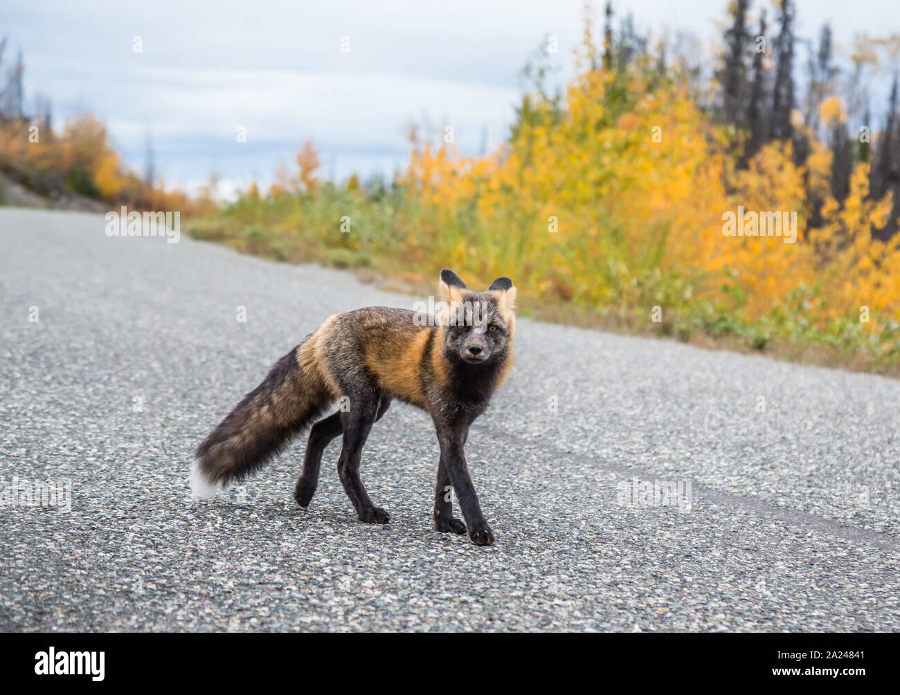 Neugierig Red fox Untersuchung Menschen auf dem Cassiar Highway auf dem Weg nach Alaska im Herbst. Stockfoto