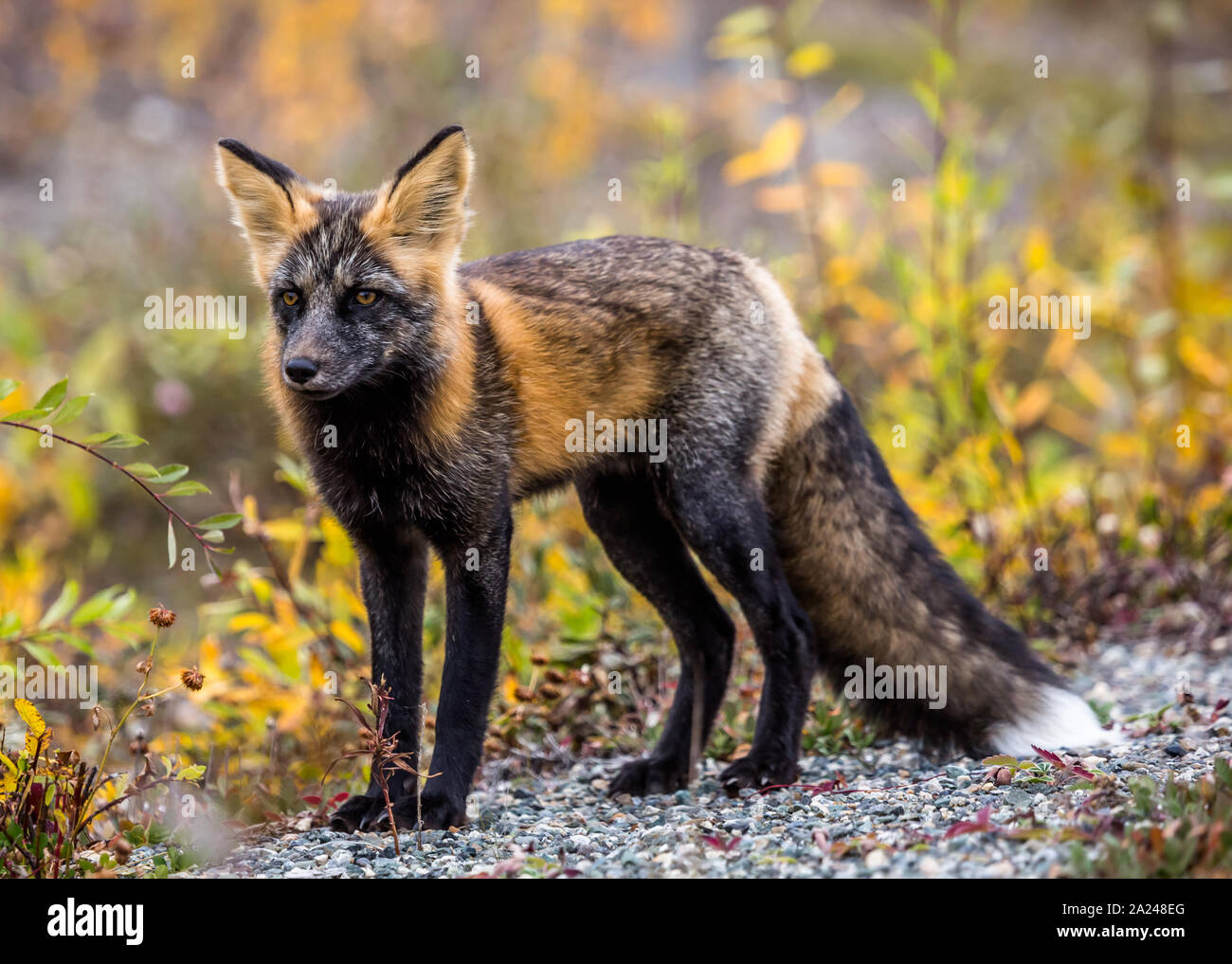 Im nördlichen Kanada, eine junge Kit fo steht mit seiner Ohren perked herauf, als er unter den Pinsel drehen Gold im Herbst jagt. Stockfoto