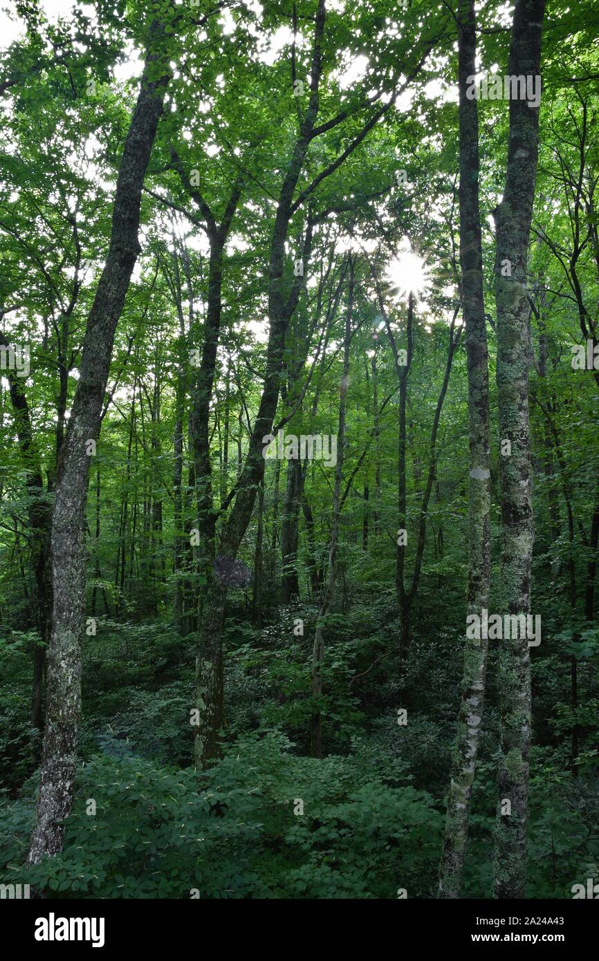 Wald mit Sonnenflair Stockfoto