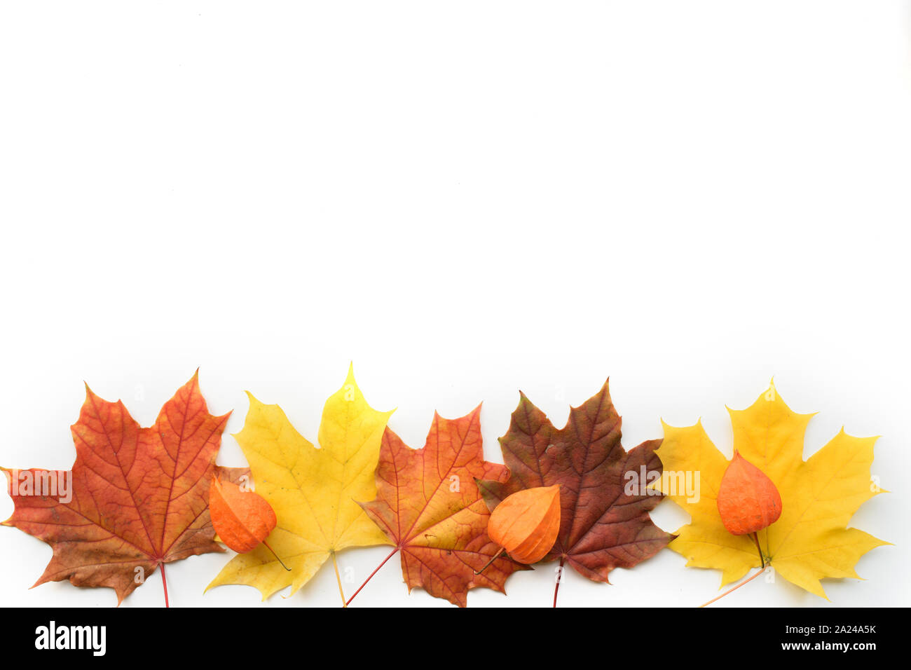 Herbst Zusammensetzung der Rahmen aus Ahorn Blätter und Physalis. Flach, Ansicht von oben Stockfoto