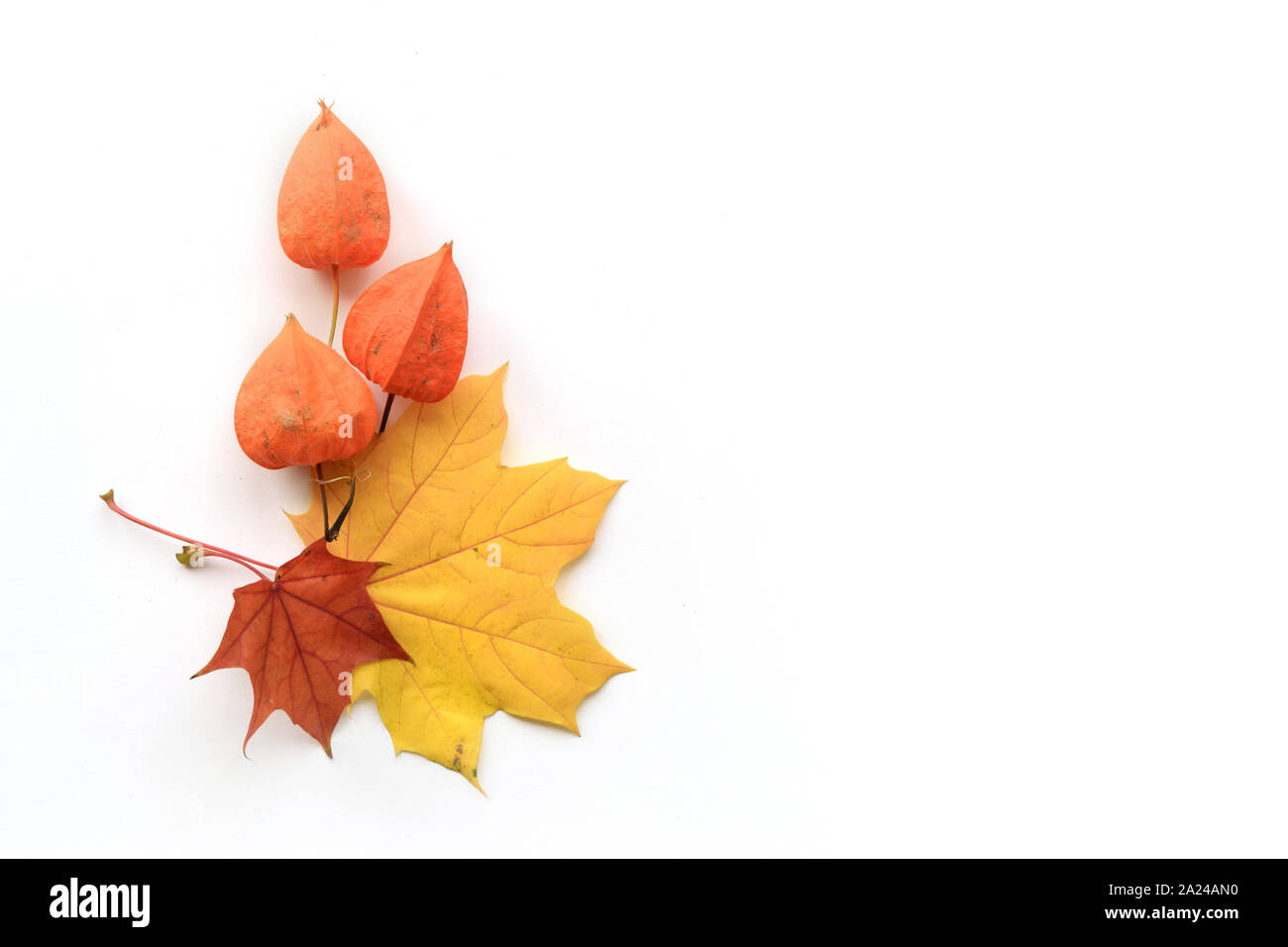 Herbst Zusammensetzung der Rahmen aus Ahorn Blätter und Physalis. Flach, Ansicht von oben Stockfoto