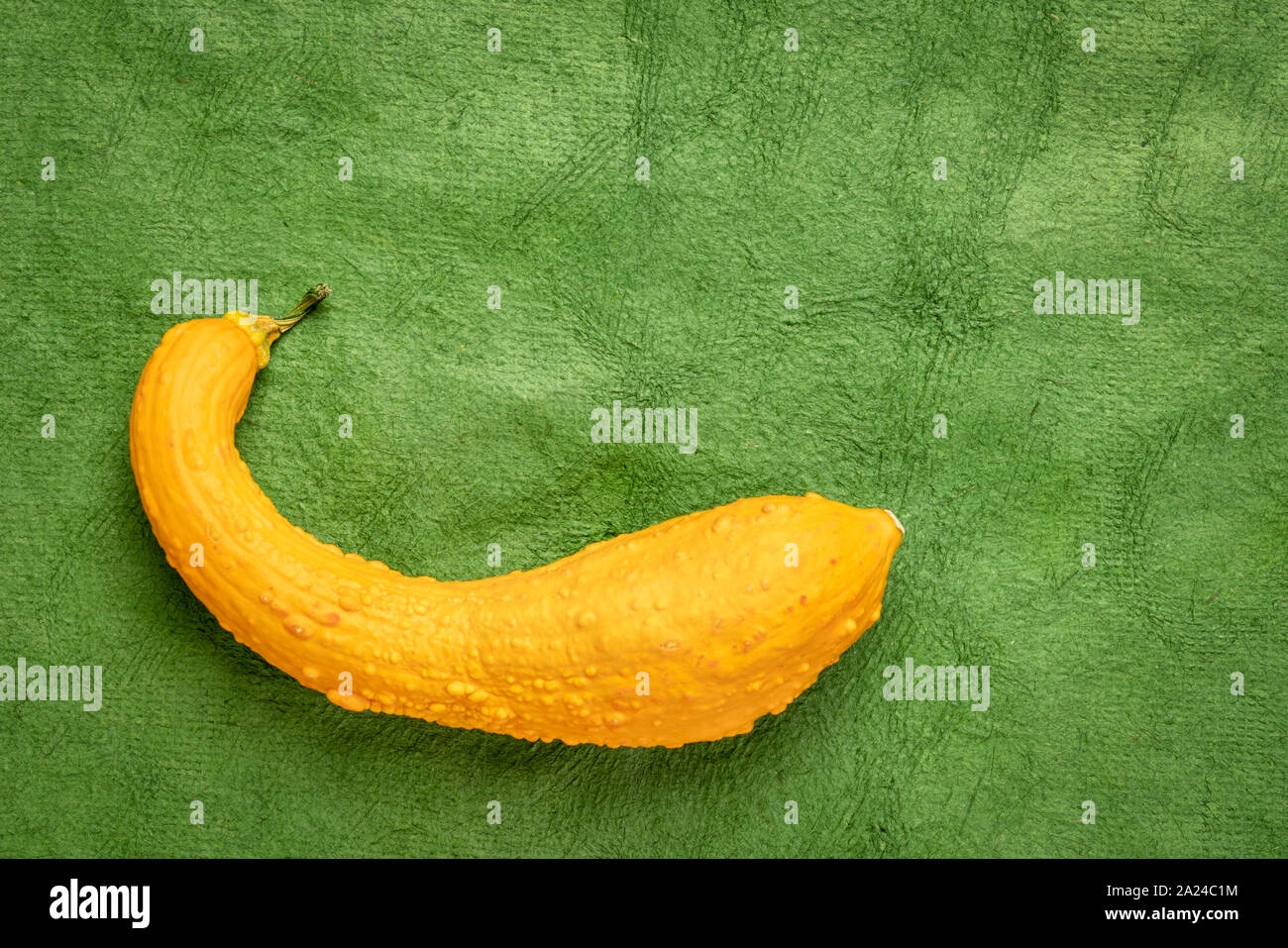 Kleine ornamentale Kürbis über grüne handgefertigte strukturierte Rinde Papier mit einer Kopie Raum, Herbst Ernte Konzept Stockfoto