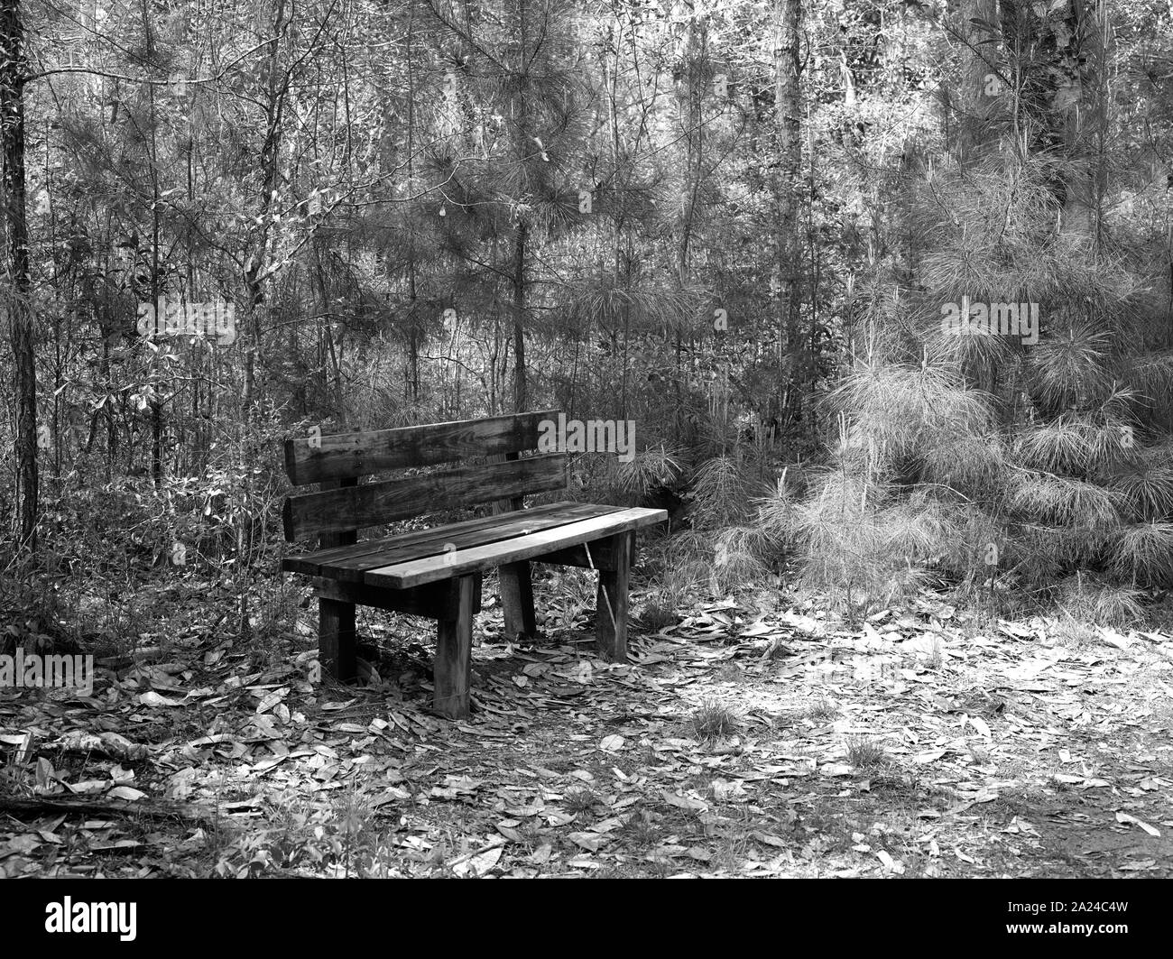 Parkbank für ruht auf einem Pfad durch die Polk County Teil des Großen Dickicht National Preserve, einem US-amerikanischen Park Service Bereich beiseite gesetzt, Pflanzen und Tiere in den sumpfigen Große Dickicht, einem stark bewaldeten Ecke von Südosttexas zu schützen. Stockfoto