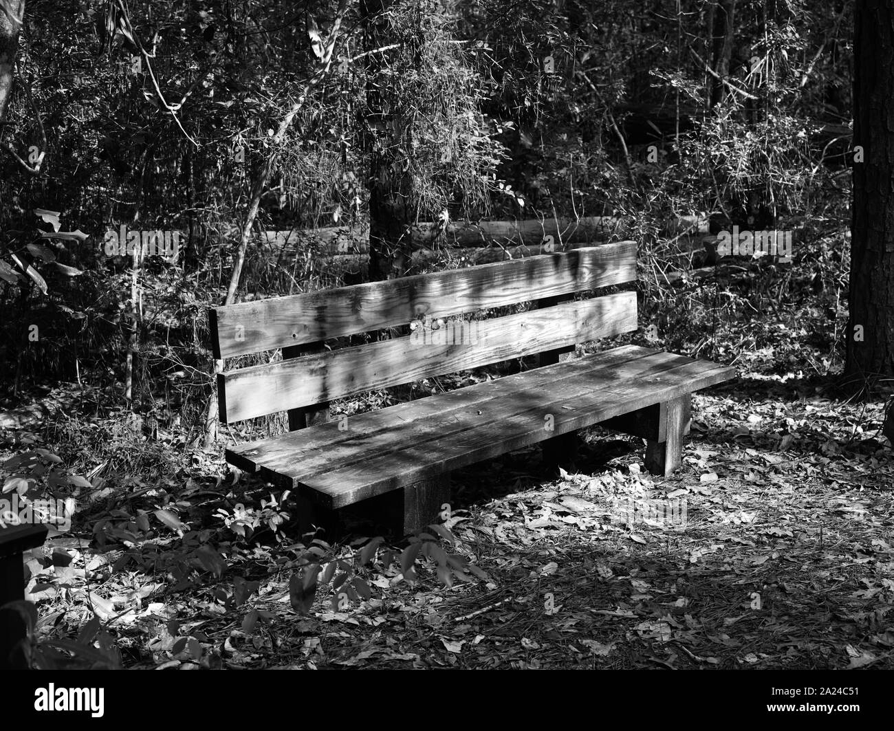 Parkbank für ruht auf einem Pfad durch die Polk County Teil des Großen Dickicht National Preserve, einem US-amerikanischen Park Service Bereich beiseite gesetzt, Pflanzen und Tiere in den sumpfigen Große Dickicht, einem stark bewaldeten Ecke von Südosttexas zu schützen. Stockfoto
