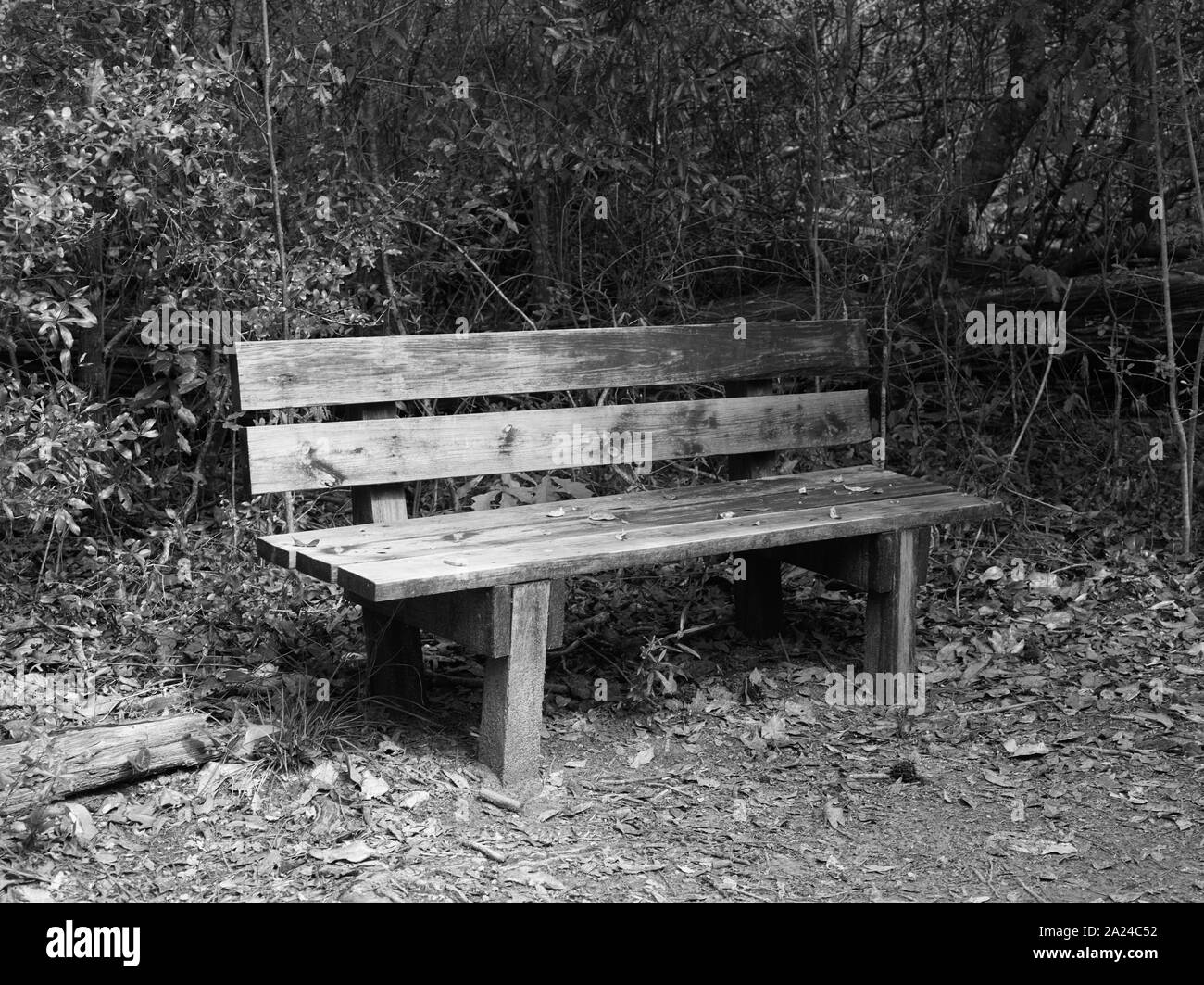 Parkbank für ruht auf einem Pfad durch die Polk County Teil des Großen Dickicht National Preserve, einem US-amerikanischen Park Service Bereich beiseite gesetzt, Pflanzen und Tiere in den sumpfigen Große Dickicht, einem stark bewaldeten Ecke von Südosttexas zu schützen. Stockfoto