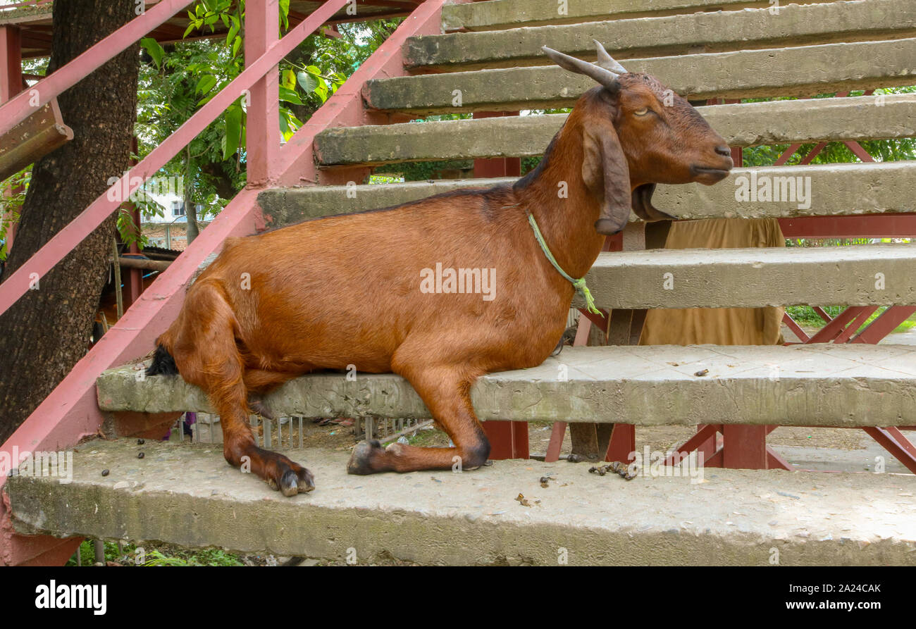 Einen großen braunen Ziege sitzend auf Treppe Stockfoto