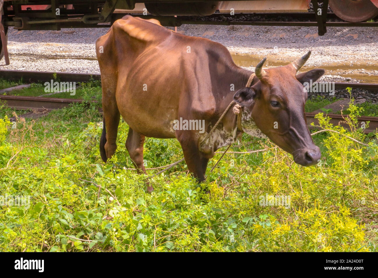 Braun Kuh neben dem Bahnhof Feld Stockfoto