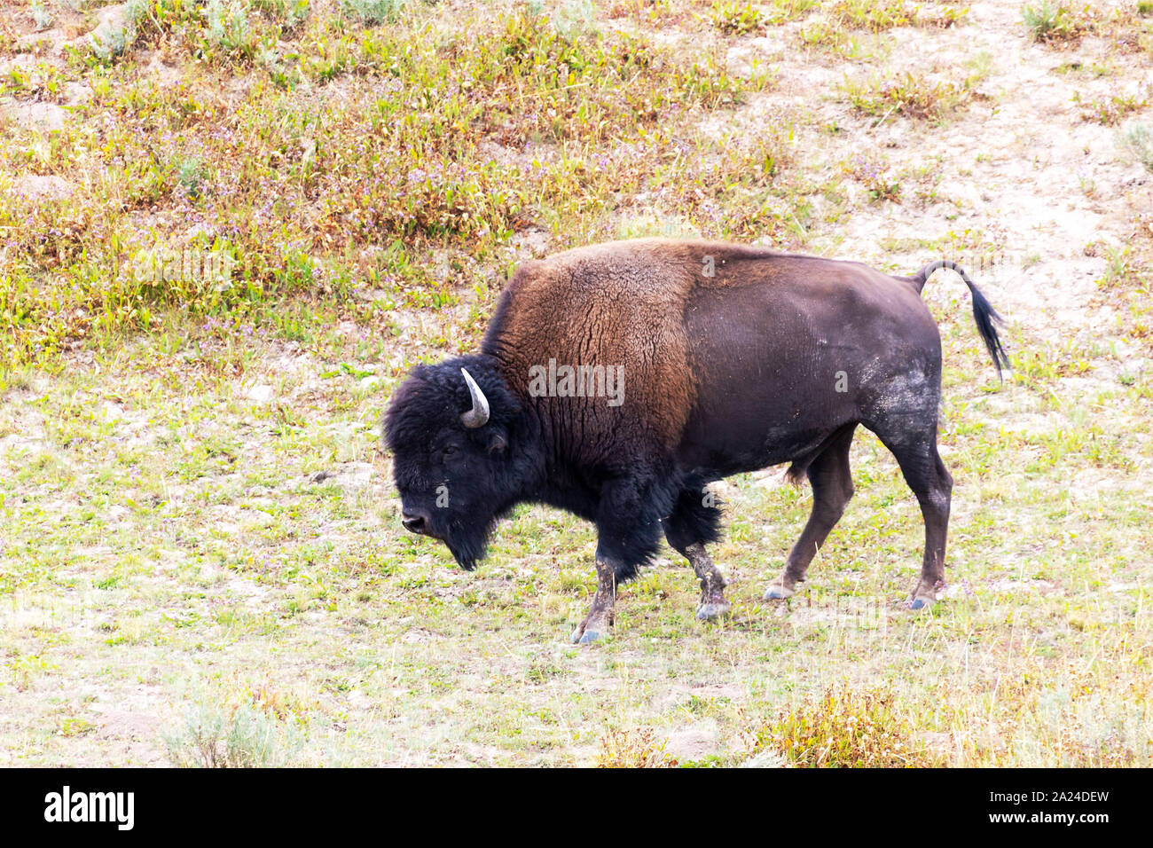 Amerikanischer Mann bison im Hayden Valley im Yellowstone National Park. Stockfoto