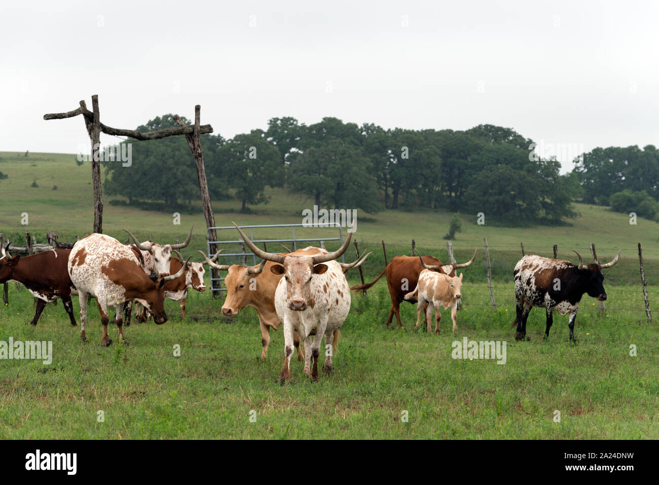 Ein Teil der 200-Kopf Longhorn Rinder, an der 1.800-acre Lonesome Pine Ranch, eine working Cattle Ranch, die Teil des Texas Ranch Leben Ranch Resort in der Nähe von Chappell Hill im Austin County, Texas Stockfoto
