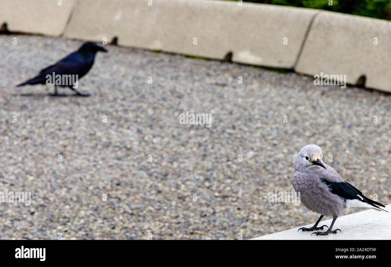 Clarks Nussknacker (nucifraga Columbiana) auf Barriere mit Raven im Hintergrund Stockfoto