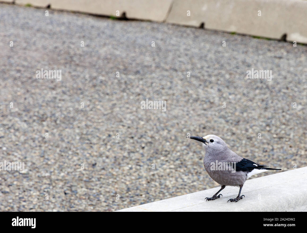 Clarks Nussknacker (nucifraga Columbiana) auf Barriere Stockfoto