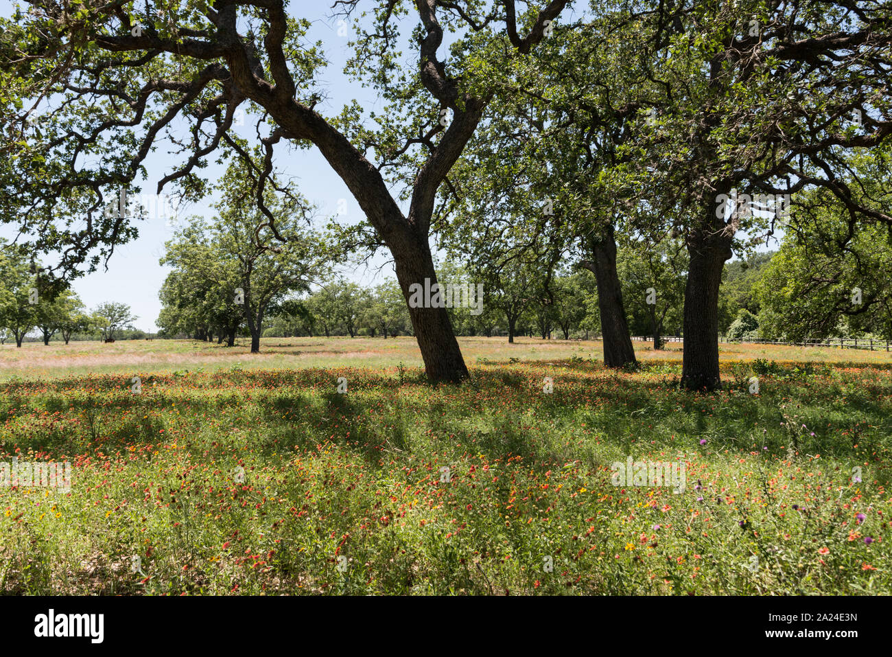 Teil der Begründung der Lyndon B. Johnson Ranch, nachdem er und seine Frau, Lady Bird, Haus und die Lage des Texas White House jetzt sowohl auf nationaler als auch State Park in der Nähe von Stonewall, Texas Stockfoto