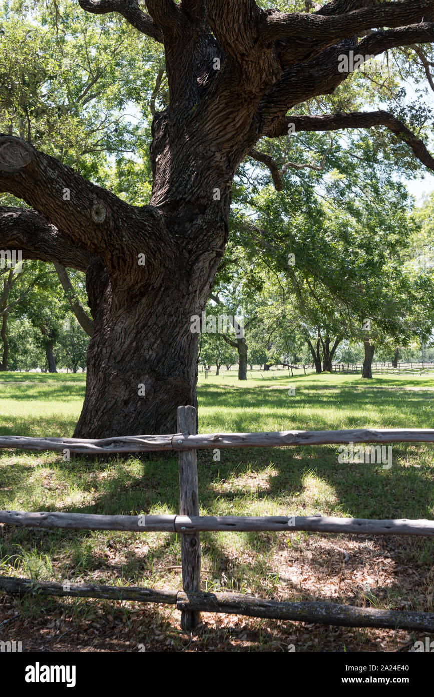 Teil der Begründung der Lyndon B. Johnson Ranch, nachdem er und seine Frau, Lady Bird, Haus und die Lage des Texas White House jetzt sowohl auf nationaler als auch State Park in der Nähe von Stonewall, Texas Stockfoto