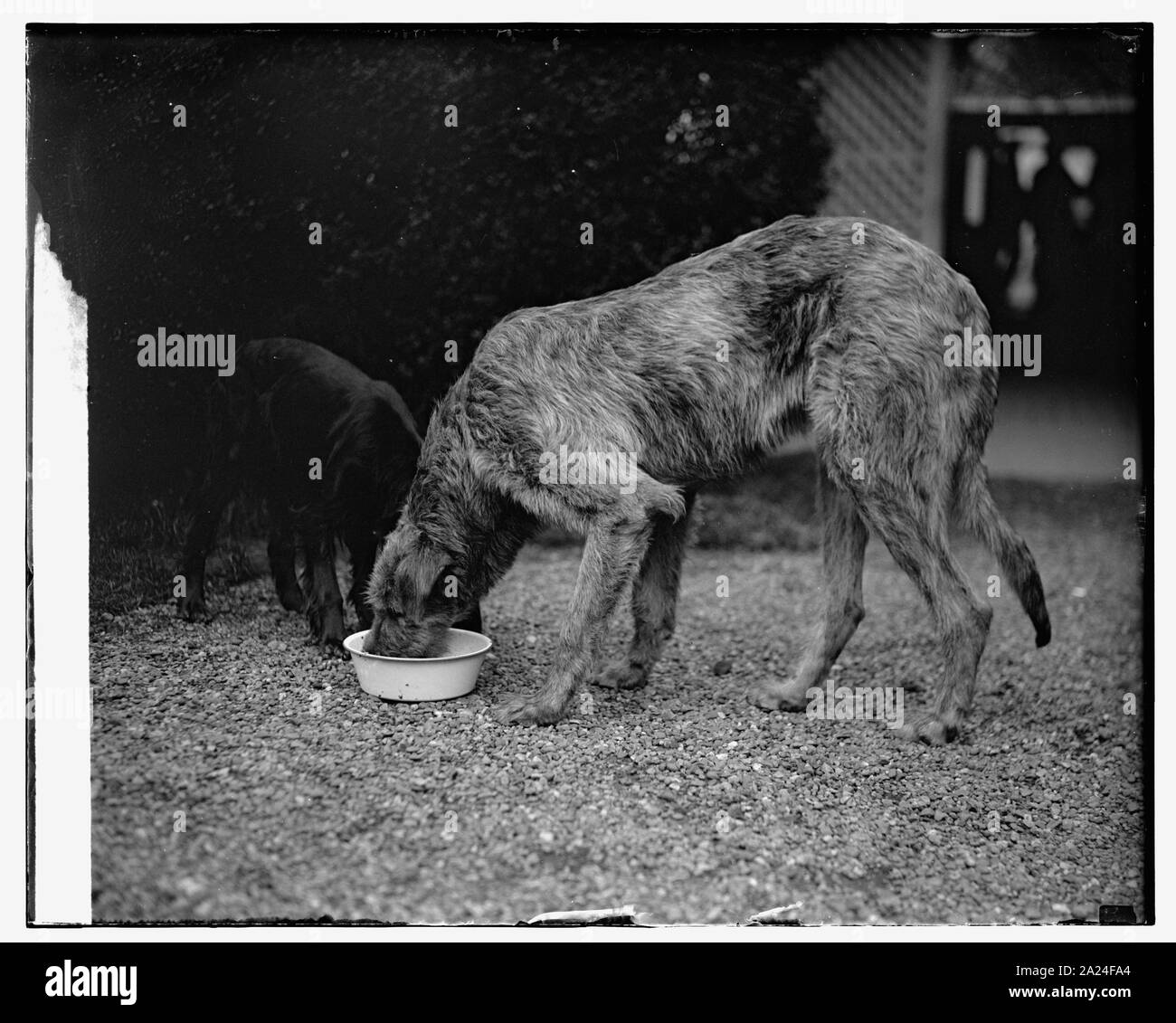 Pat, Irish Wolfhound, 4/11/29. Stockfoto