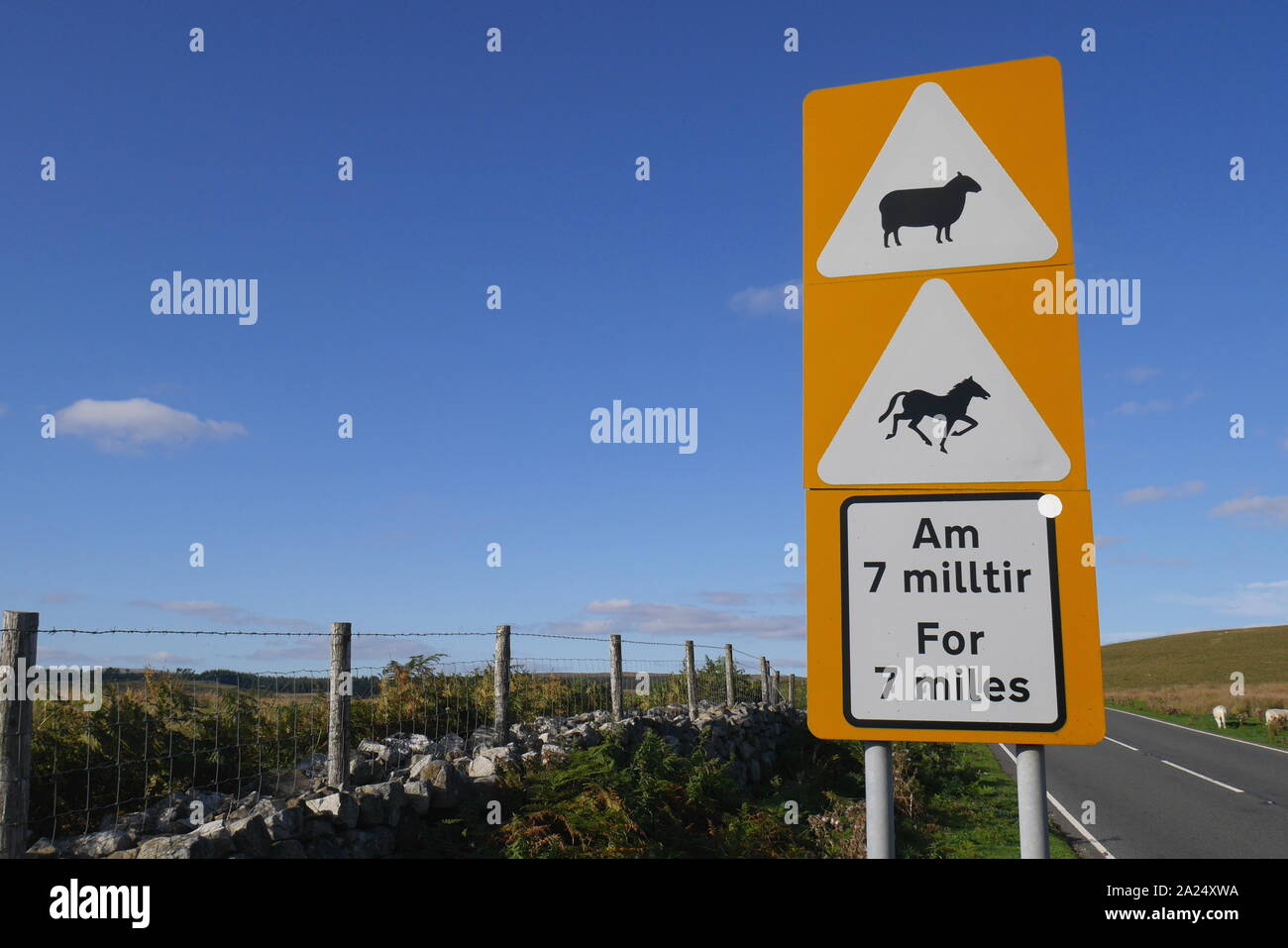 Schild in Englisch und Walisisch, Schafe und Pferde auf der Straße für 7 km, Brecon Beacons, Brecknockshire, Powys, South Wales, Großbritannien Stockfoto