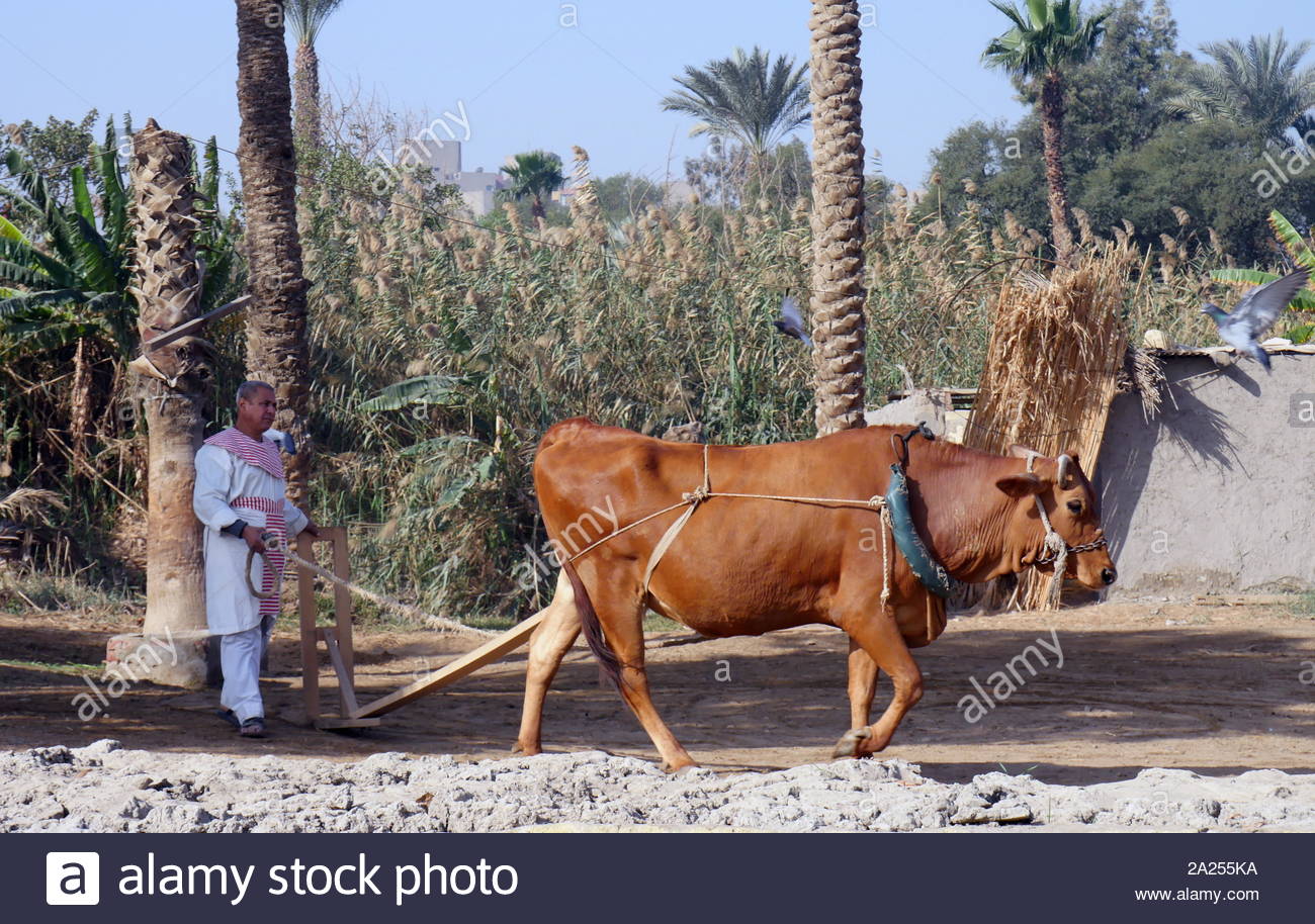 Re-enactment eines antiken ägyptischen Bauer mit Ochsen und Pflug Stockfoto